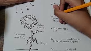 Third Grade Science | Photosynthesis