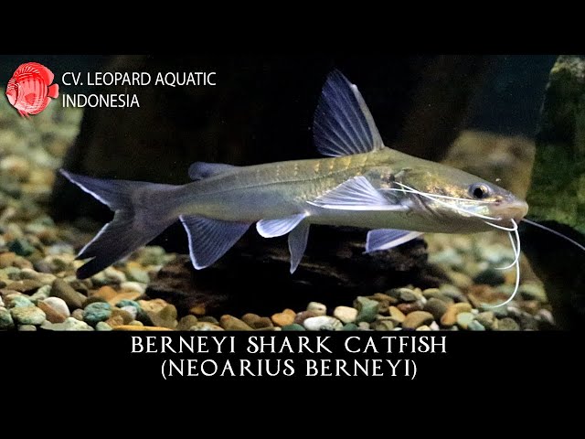 Neoarius berneyi THE SENSIBLE Berneyi Shark Catfish. (Leopard Aquatic  B081A) 