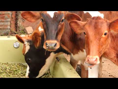 JINSI YA KUKABILIANA NA MASTITIS KWA MIFUGO 