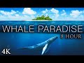 WHALE PARADISE - 8 Hour Extended Version + Calming Music for Stress Relief