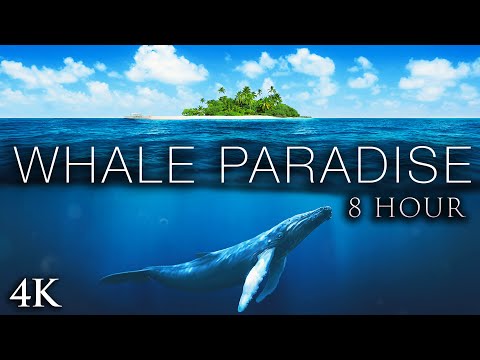 WHALE PARADISE - 8 Hour Extended Version + Calming Music for Stress Relief