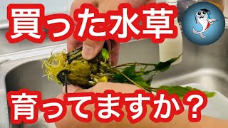 【必見!!】水草をポットから外す理由＆手順を実践解説