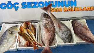 GÖÇ SEZONUNUN, SON GÖÇ BALIKLARI! | PARAGAT İLE SON BALIKLARI YAKALADIK!