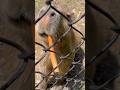 一生懸命にんじんを食べる子カピバラ🥹🫧 #capybara #カピバラさん #cute