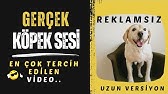 Kopek Sesi Uzun Versiyon Youtube