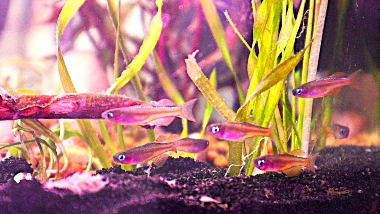 Первый заказ компании «Тропическая рыба»