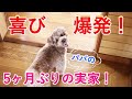 5ヶ月ぶりに実家にいったら犬が喜びすぎて笑ったw【トイプードル】