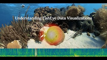 Understanding FishEye Data Visualizations - Video Tutorial