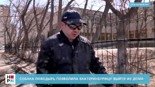 Собака-поводырь позволила екатеринбуржцу выйти из дома Собака-поводырь позволила екатеринбуржцу выйти из дома