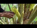 Date Palm Pollination- Easy and Effective Method