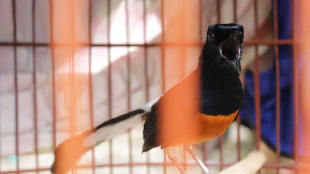 KONTES KICAU BURUNG MURAI BATU EKOR PUTIH (SAMPAGUL SANG JUARA) 