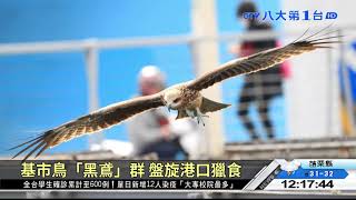 海龜罕現蹤外木山 魚群簇擁共游 八大民生新聞2021062005