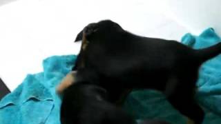 Rescue Pups- Adopted!  4 wk old Black and Tan Coonhound/Lab mix