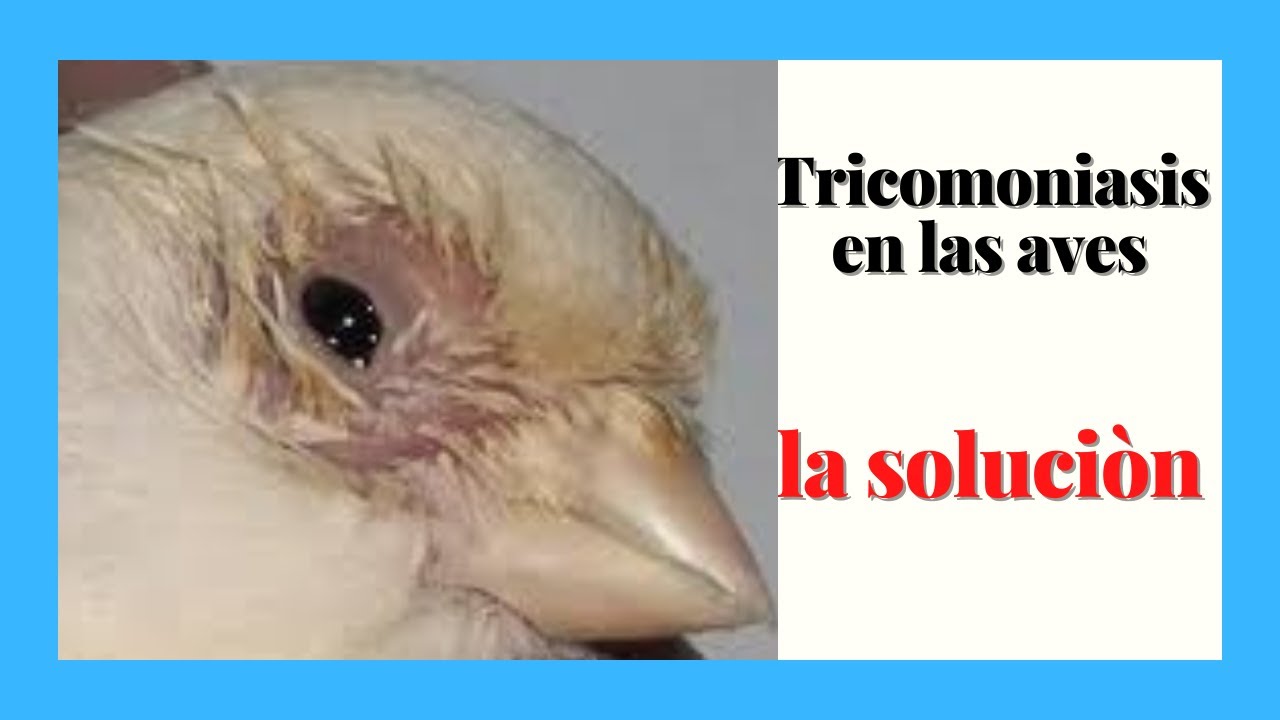 EN LAS AVES YouTube