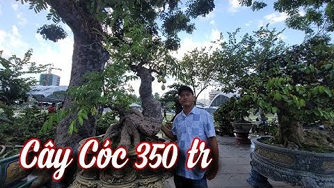 SH.7714. Các bác đánh giá cây Cóc 350 triệu ở triển lãm Bình Định xem sao.