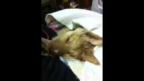 Francis barks for the first time