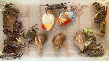 Kem Ốc Chanel ra bờ ao bắt con cua, con cá ở ống thần kì. Quái vật, con rắn ăn con mèo, con vịt, gà