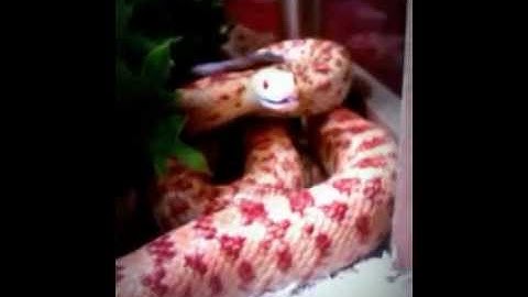 Gopher Snake Hissing