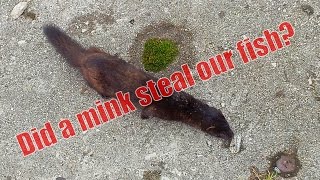 did a mink steal our fish? by channel4ferrets 2,879 views 9 years ago 30 seconds