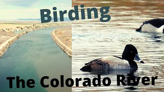 Birding the Colorado River in Blythe, CA. January, 2022