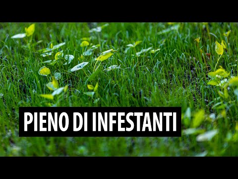 Video: Cos'è una pianta a foglia stretta?