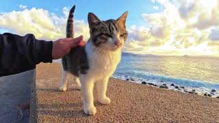 Adorable Pet Moments: Beautiful Companions and Heartwarming Memories