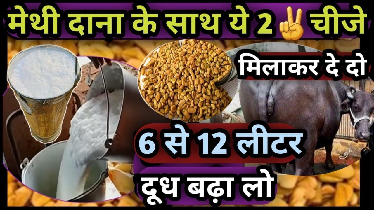 मेथी दाना के साथ ये 2✌️चीज मिलाकर दे दो👉सुबह-सुबह||दूध दोगुना कर लो Milk Double kar lo Methi Se