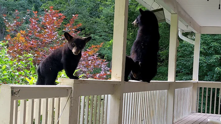 Bear Ruby and Cubs  A Surprise Visit