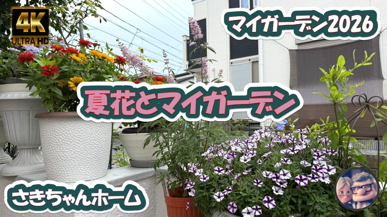 4K】2026年7月15日 ‼️夏花の季節となりました。 #flowers #garden