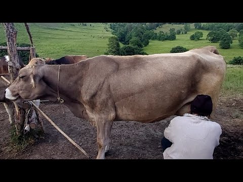 ვიდეო: აქვთ თუ არა ძროხებს მუცლის მოშლა?