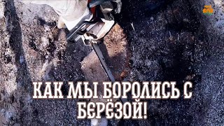 Подготовка объекта к сборки сруба!И как мы боролись с берёзой/ Срубы бань и домов