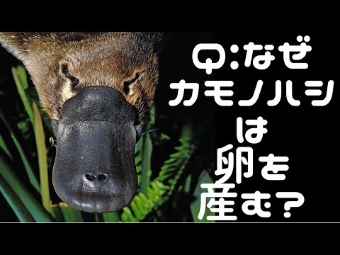 カモノハシ WEB動物図鑑