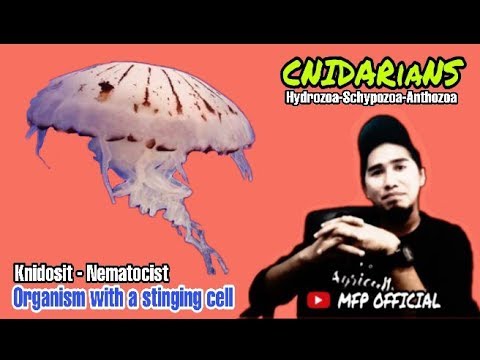 Video: Hydroid (ubur-ubur): struktur, reproduksi, fisiologi