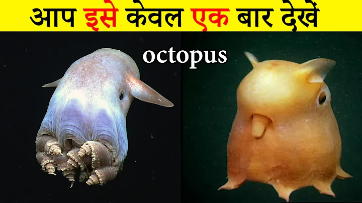 most shy and rare octopus | Dumbo octopus #octopus #dumbo #sealife