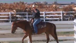 Warwick Schiller teaching a young  horse to sidepass for the first time