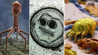 Фантастические снимки, сделанные электронным микроскопом | часть 3 Фантастические снимки, сделанные электронным микроскопом | часть 3