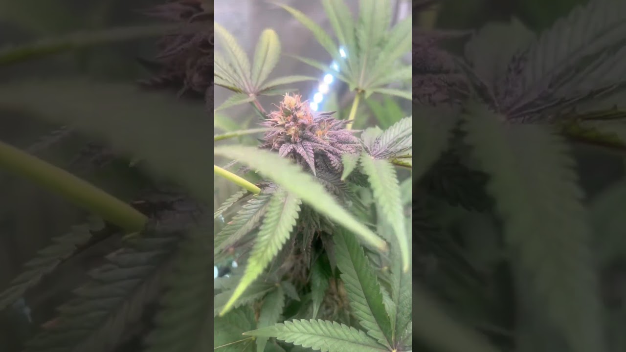 Grow Update: TikiMadman run