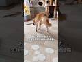 車に撥ねられ瀕死状態だった柴犬エン。そんなエンが回復後、散歩中に発見した子猫のちまきを保護して育て、今度はちまきがエンを介護し看取るまでの物語。 #保護猫 #子猫 #柴犬 #shorts