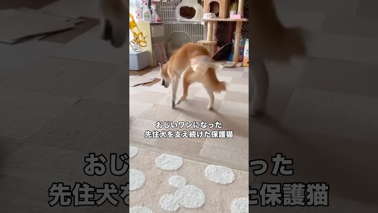 車に撥ねられ瀕死状態だった柴犬エン。そんなエンが回復後、散歩中に発見した子猫のちまきを保護して育て、今度はちまきがエンを介護し看取るまでの物語。 #保護猫 #子猫 #柴犬 #shorts