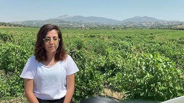 Hub from Greece | Vineyards | IPMWORKS