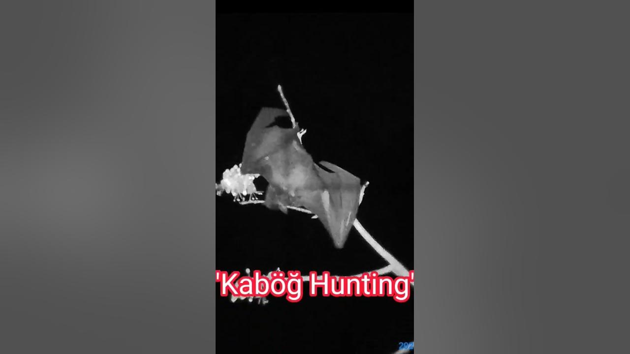 Bat/Kabog Hunting using NIGHT VISION SCOPE - YouTube