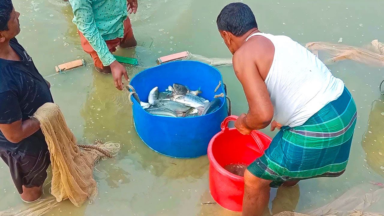 Fish Catching Village Fisherman With Nets Amazing Village Pond