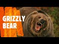 GRIZZLEY BEAR, Funny animals, cute animals, wild animals, animal compilation, tik tok, tiktok,