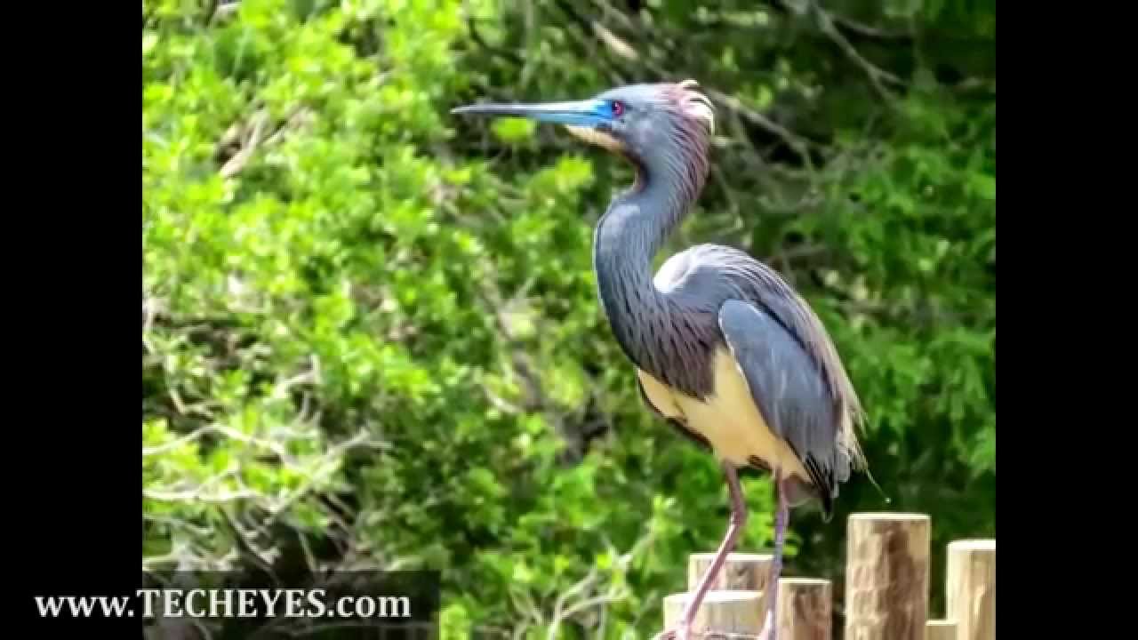 conquest-hd-and-the-zeiss-premium-view-video-review-by-www-techeyes