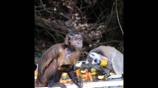 Friendship Between Monkey & Lemur