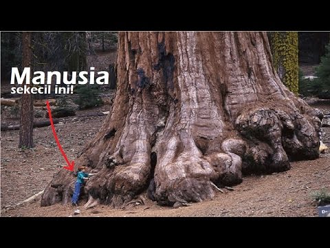 Video: Manakah pokok yang paling tinggi di dunia?