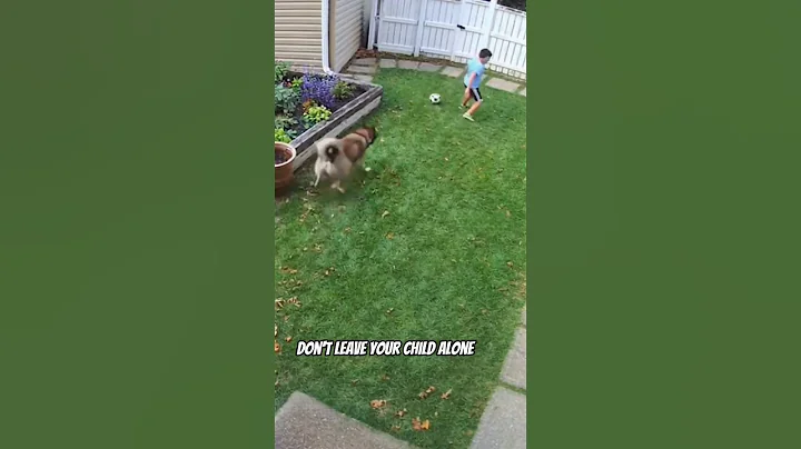 Hero cat saves kid from vicious dog attack! #shorts