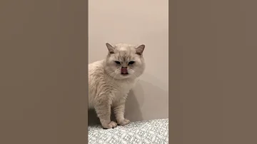 Cat Sound To Attract Cats Realistic Multiple Meows 