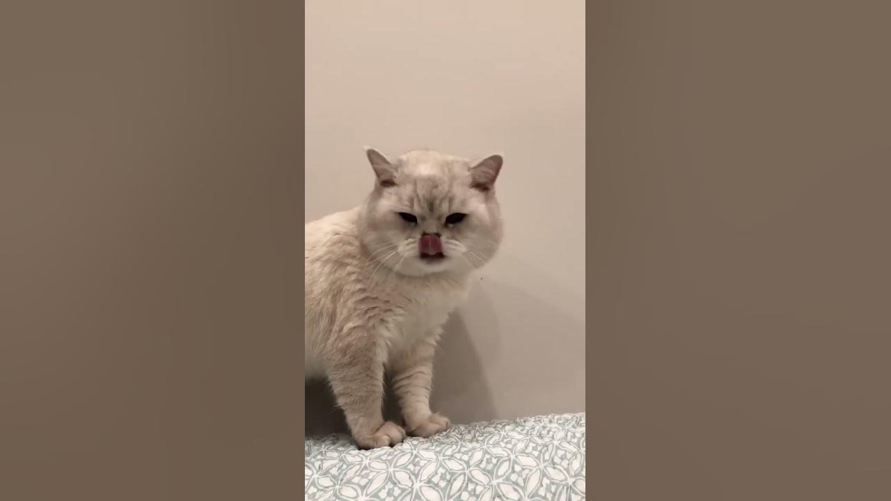 Cat sound to attract cats🙀realistic multiple meows