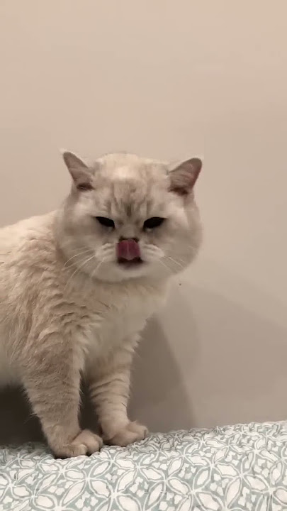 Suara kucing untuk menarik perhatian kucing🙀meong ganda yang realistis